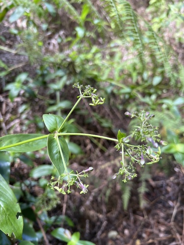 Kadua foggiana