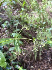 Kadua foggiana