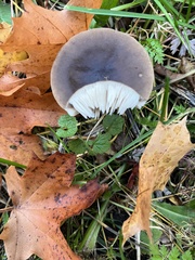 Melanoleuca