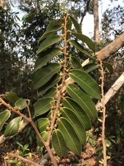 Xylopia