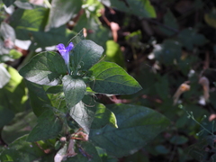 Ruellia drummondiana
