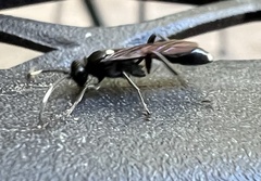 Vulgichneumon