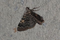 Idia calvaria
