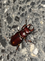 Lucanus capreolus