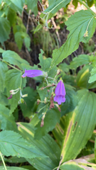 Nothochelone nemorosa