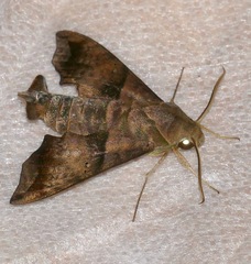 Perigonia lusca
