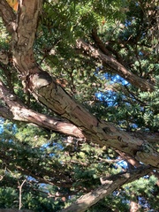 Taxus cuspidata