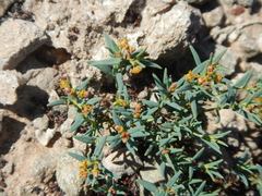 Dinemandra ericoides