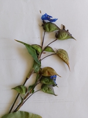 Commelina tuberosa