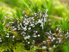 Didymium melanospermum