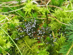 Didymium melanospermum