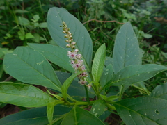 Phytolacca icosandra