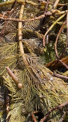 Myriophyllum