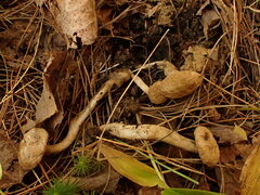 Asterophora lycoperdoides