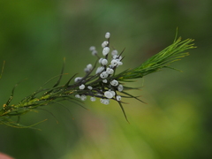 Didymium melanospermum