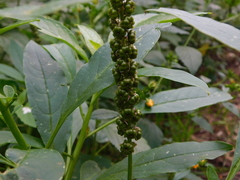 Phytolacca