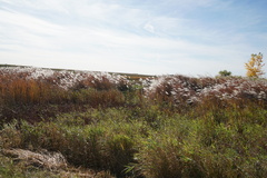 Miscanthus sacchariflorus