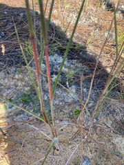 Andropogon ternarius
