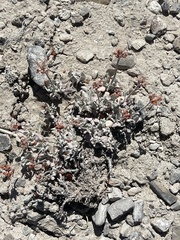 Eriogonum ovalifolium