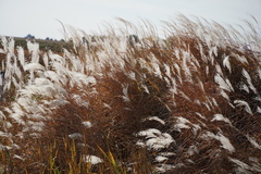 Miscanthus sacchariflorus