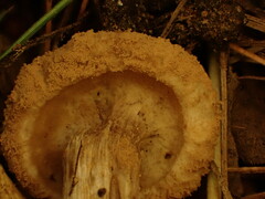 Asterophora lycoperdoides