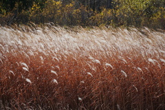 Miscanthus sacchariflorus