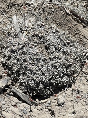 Eriogonum ovalifolium