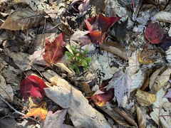 Dendrolycopodium dendroideum