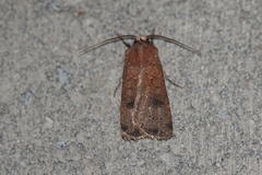 Agrotis trux