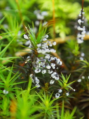 Didymium melanospermum