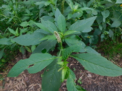 Phytolacca