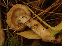 Asterophora lycoperdoides