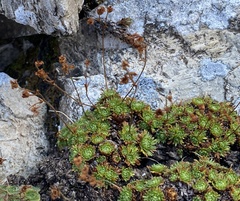 Saxifraga