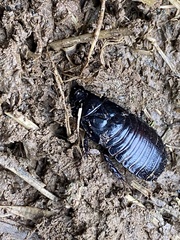 Panesthiinae
