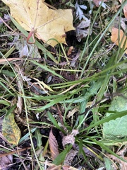 Scorzoneroides autumnalis