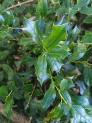 Ilex cornuta