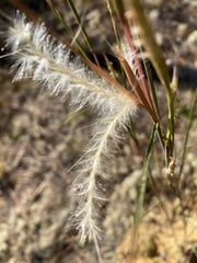 Andropogon ternarius