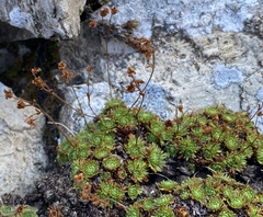 Saxifraga