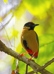 Pitta elegans