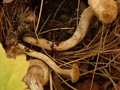 Asterophora lycoperdoides