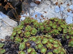 Saxifraga