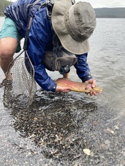 Oncorhynchus clarkii