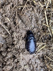 Panesthiinae