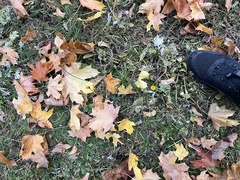 Scorzoneroides autumnalis