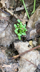 Floerkea proserpinacoides