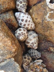 Tenguella marginalba