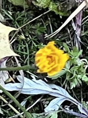 Scorzoneroides autumnalis