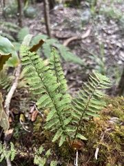 Adenophorus tamariscinus