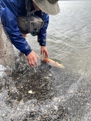 Oncorhynchus clarkii