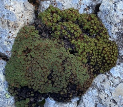 Saxifraga
